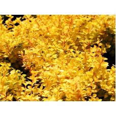Берберис ( Berberis thunbergii Aurea)